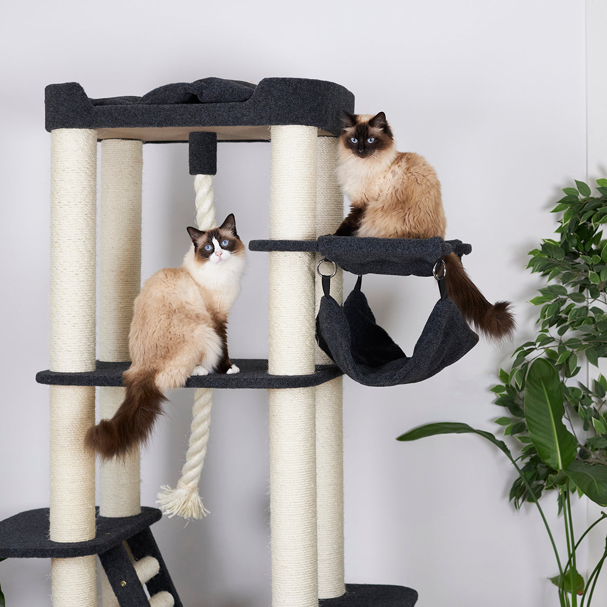 Kitty Climb Playground - Grey Carpet