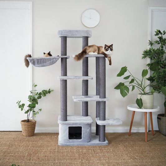 Kitty Condo Multi-Platform